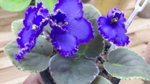 Как ЗИМОЙ ПРАВИЛЬНО УХАЖИВАТЬ за фиалками?  5 ЗОЛОТЫХ ПРАВИЛ от ФИАЛОЧНИКА