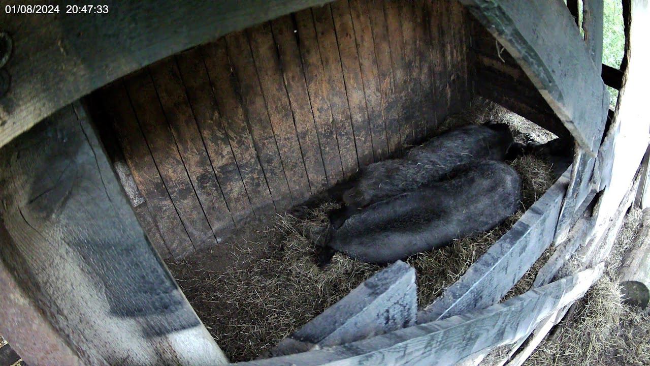 Прямая трансляция пользователя Фунтик и его друзья