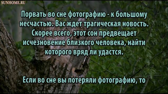 К чему снится Фотография сонник, толкование сна смотреть онлайн