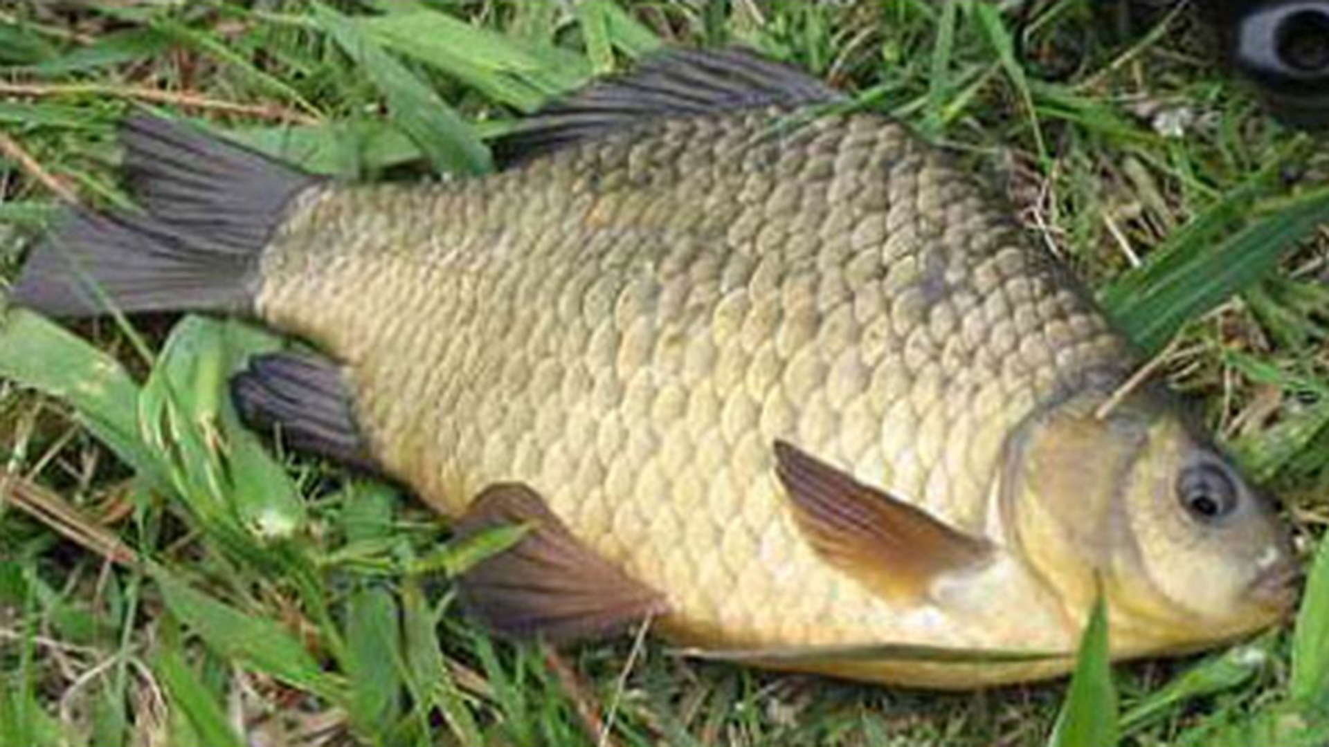 Рыбалка на карася. Донка. смотреть онлайн