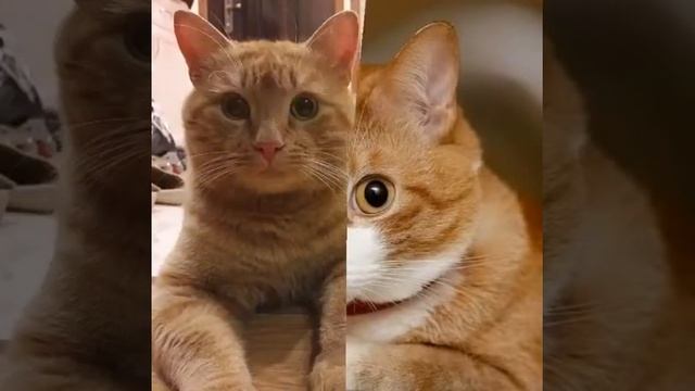 рыжий кот весёлая детская песенка смотреть онлайн