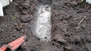 Малина Конек Горбунок, пересадка.