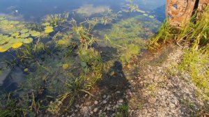 РЫБАЛКА В ЧЕРНОБЫЛЕ на мутантов. Фонит ли рыба?