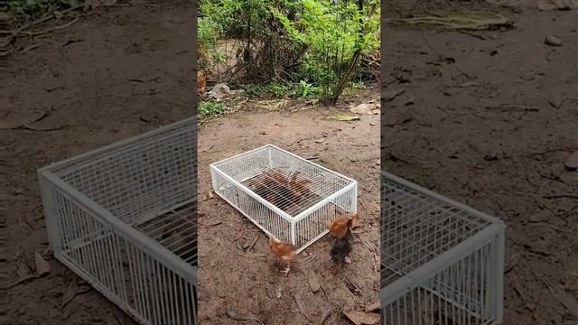 Капкан для птиц смотреть онлайн