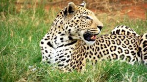 wild animals for kids | educational videos | English video