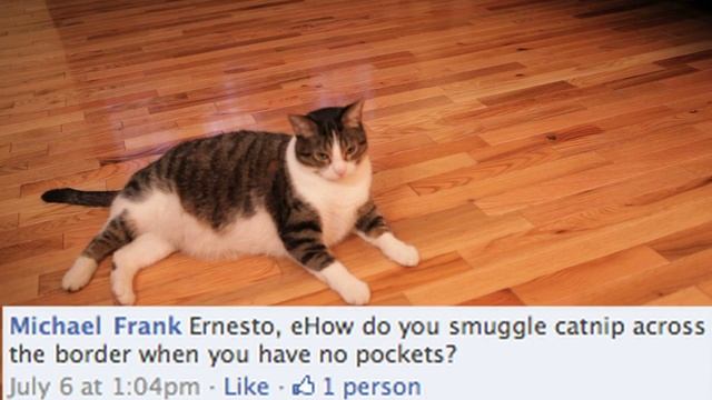 Are Cats Racist? - Ernesto смотреть онлайн