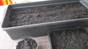 Как сеять сладкий перец//посев перца на рассаду сухими семенами