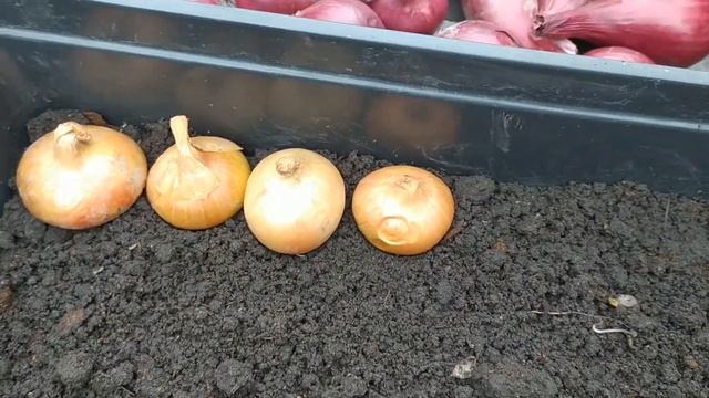 Готовимся к новому году, сажаем лук на зеленку. смотреть онлайн