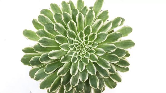 Aeonium ‘Emerald Ice’ variegato from GIROMAGI ITALY