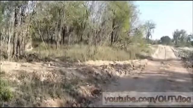 Леопард охотится. Leopard Hunts