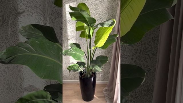 Большая стрелиция в высоком кашпо с автополивом. Заказать в СПб instagram @janaplants7466 смотреть онлайн