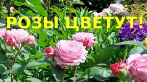 Розы с названиями. Цветение в июне.