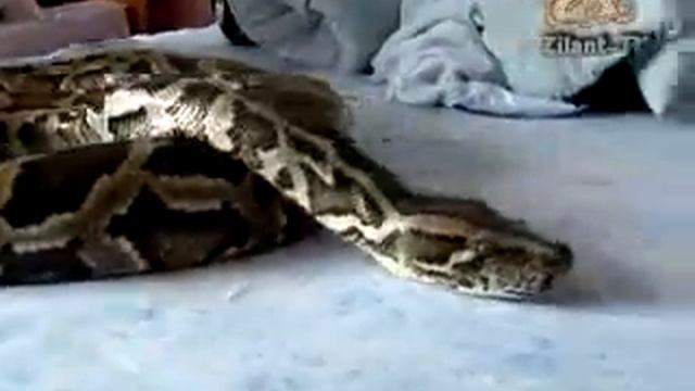 Королевский питон смотреть онлайн