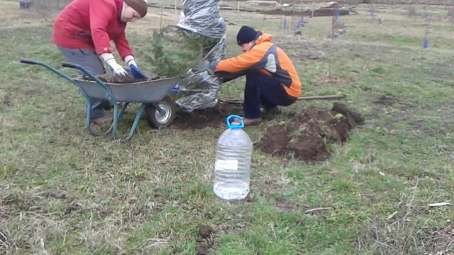 Дерево в подарок. Посадка семейного дерева. Природное земледелие смотреть онлайн