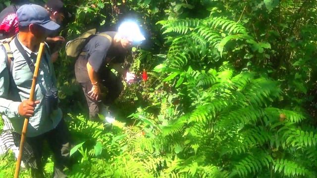 328. Заповедник Читван. Дикие животные. смотреть онлайн