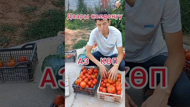 Помидор сорттору #помидоры #бизнес #айылдабизнес #бизнесидеи смотреть онлайн