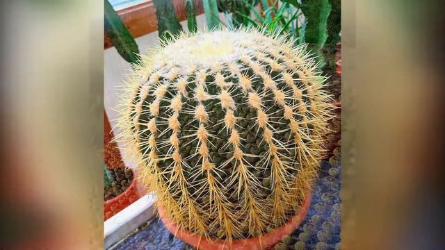🤠Cómo CUIDAR Cactus Asiento de Suegra Echinocactus Grusonii cuidados Barril de Oro Bola de Oro Eriz смотреть онлайн