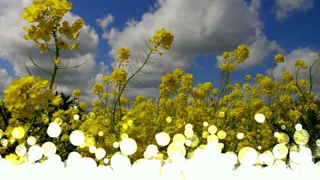 ФУТАЖ - ВОЛШЕБНЫЙ ЛЕС смотреть онлайн