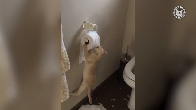 Angry Pets Compilation: Funny Angry Pets of The Week | The Pet Collective смотреть онлайн