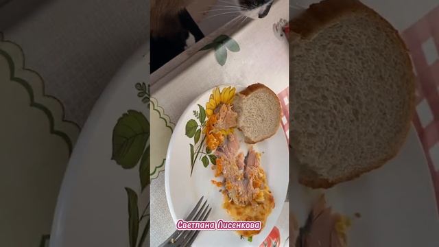 А Вы любите красную рыбу? У кота железная выдержка не есть горбушу! #Shorts короткое видео смотреть онлайн