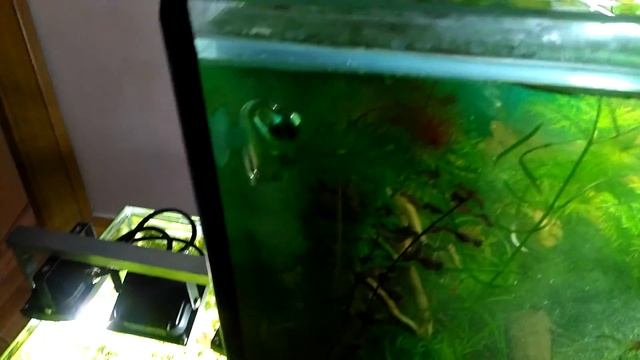 Как избавиться от водорослевой вспышки смотреть онлайн