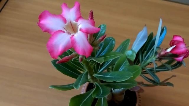 Цветение адениума из семян смотреть онлайн
