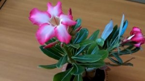 Цветение адениума из семян