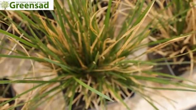 Луговик дернистый Щучка видео обзор от Greensad смотреть онлайн