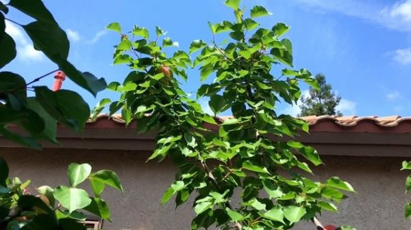 Flavor Delight Aprium (INFO)