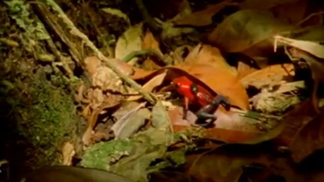 10 САМЫХ УДИВИТЕЛЬНЫХ РОДИТЕЛЕЙ В МИРЕ ЖИВОТНЫХ смотреть онлайн