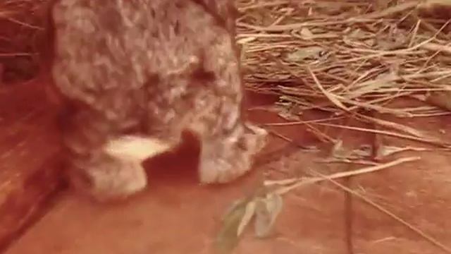 Спящие кролики смотреть онлайн