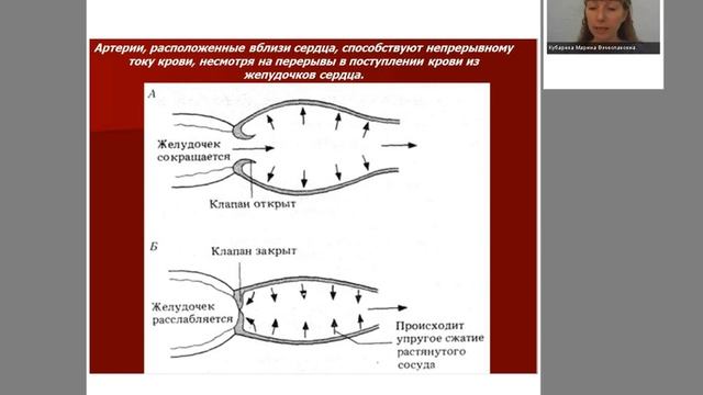 Сердечно-сосудистая система человека. Кровь и её функции, сосуды. Лектор Кубарева М.В.