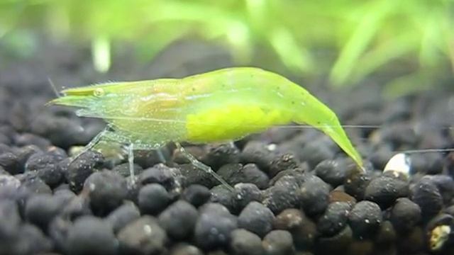 Green babaulti shrimp is fanning eggs смотреть онлайн