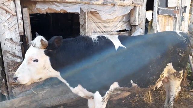 бык 190кг большой смотреть онлайн