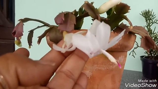 Flor de maio смотреть онлайн