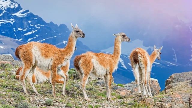 Звук ламы: какие звуки издаёт лама смотреть онлайн