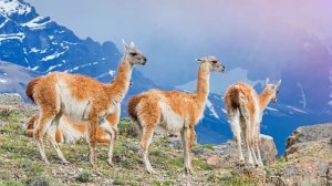 Звук ламы: какие звуки издаёт лама