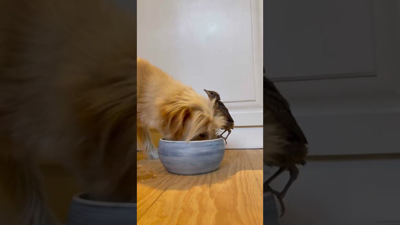 Необычная дружба, милота ))) смотреть онлайн