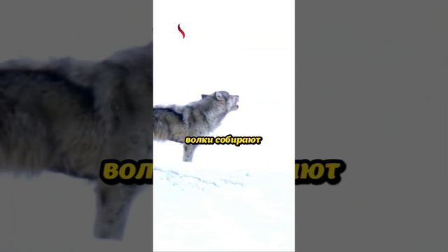 Серые волки России🐺 #животные #природа смотреть онлайн