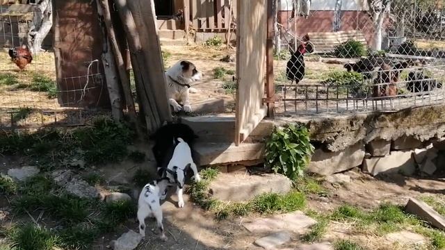 камерунские козы.Козлики. 30.04.2022 смотреть онлайн