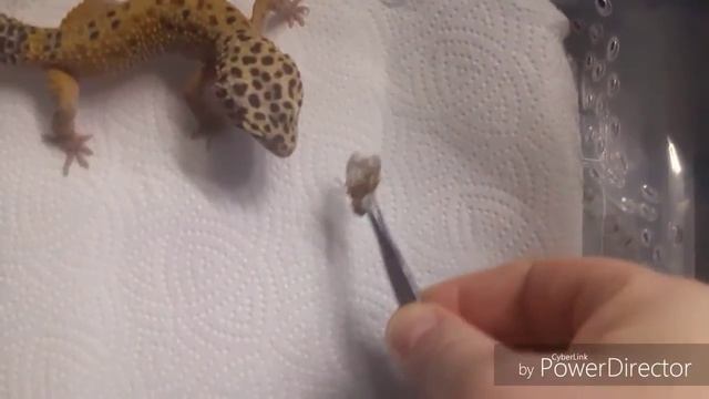 Все мои эублефары.Кормление смотреть онлайн