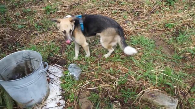 Собаки путешественники, дача 9 мая смотреть онлайн