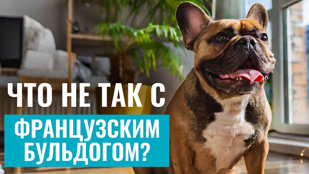 ФРАНЦУЗСКИЙ БУЛЬДОГ: Что нужно знать, прежде чем завести французского бульдога? ОБЗОР породы