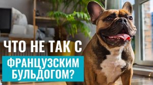 ФРАНЦУЗСКИЙ БУЛЬДОГ: Что нужно знать, прежде чем завести французского бульдога? ОБЗОР породы