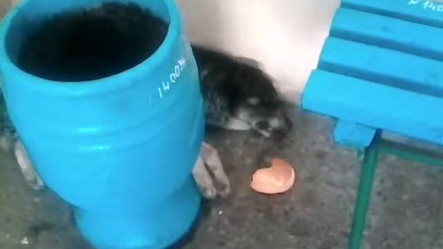 Собака храпит умора смотреть онлайн