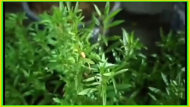 GUMAMELA HIBISCUS (2 DIFFERENT COLOR OF FLOWER'S) HANGING PLANT AND SNAKE PLANT| LOVINGGIRL23 смотреть онлайн