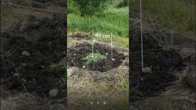 Картофель Как увеличить урожай в миллион раз Полезные советы #чудо смотреть онлайн