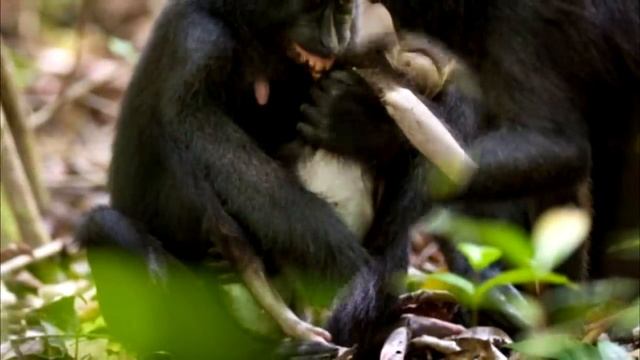 Мать-макака несколько дней оплакивала погибшего новорожденного детёныша смотреть онлайн