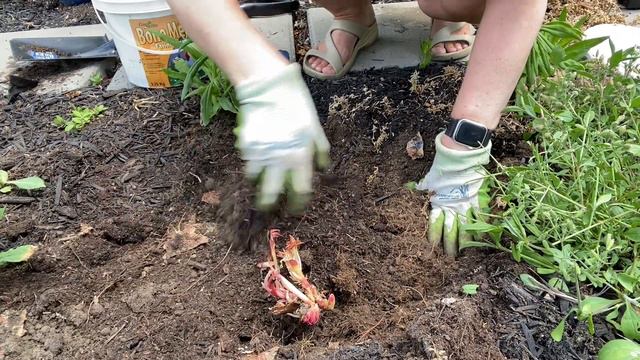 Peony Planting and Growing Guide смотреть онлайн