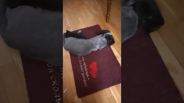 Чёрные британцы котята смотреть онлайн